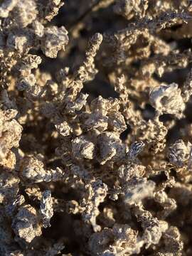 Image of Atriplex julacea S. Wats.