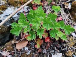 Image of Heuchera mexicana Schaffn. ex Rydb.