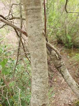 Image de Saule Pédicellé