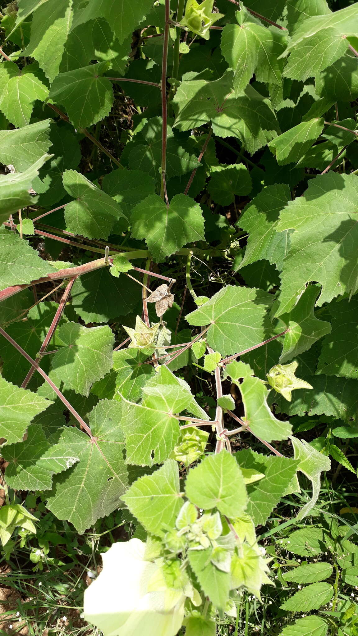 Hibiscus vitifolius L.的圖片