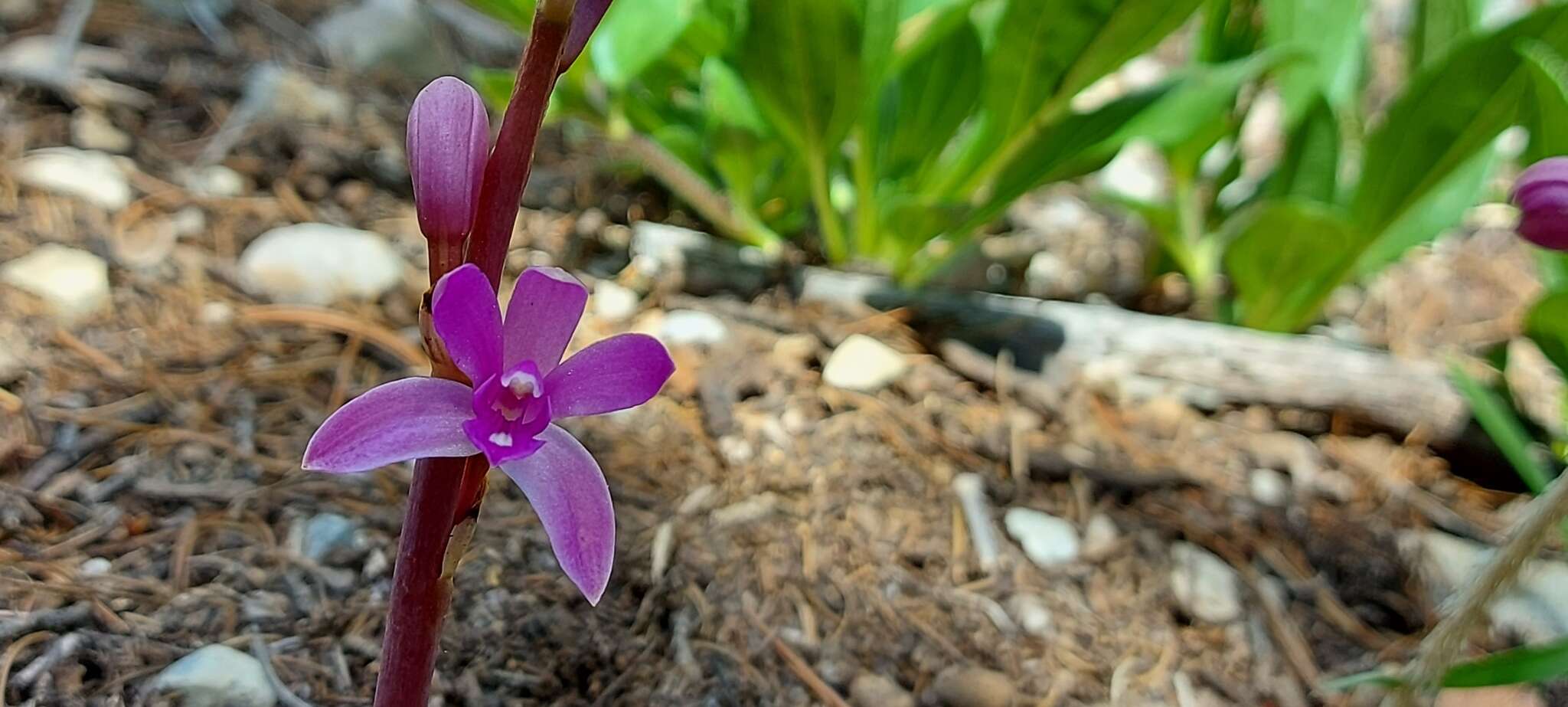 Image of Bletia meridana (Rchb. fil.) Garay & Dunst.