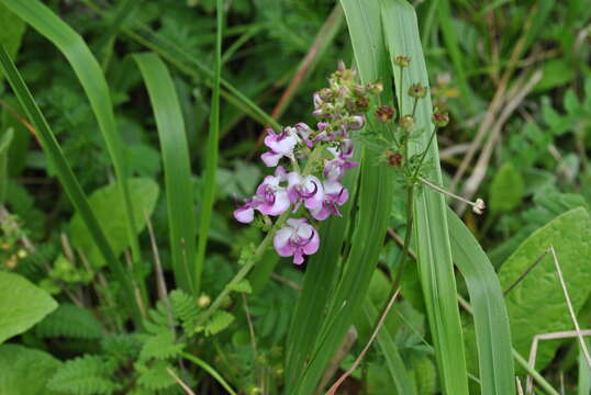 Image of Pedicularis davidii Franch.