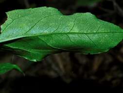 Image of mountain decumbent goldenrod