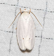 صورة <i>Antaeotricha albulella</i>