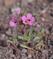 Image of Bigelow's monkeyflower