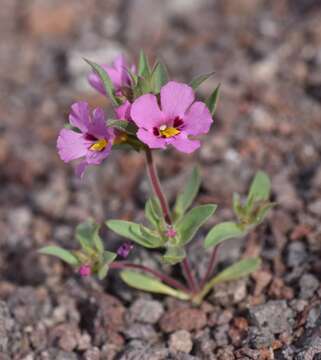 Imagem de Diplacus bigelovii (A. Gray) G. L. Nesom