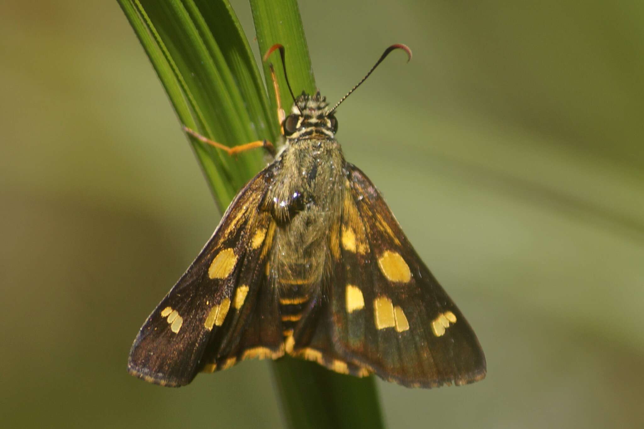 Hesperilla picta Leech 1815 resmi