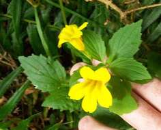 Image of Coastal Monkey-Flower