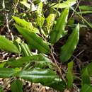 Image of Agarista mexicana var. pinetorum (Standl. & L. O. Williams) Judd