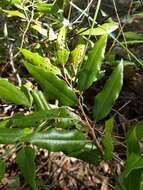 Image of Agarista mexicana var. pinetorum (Standl. & L. O. Williams) Judd