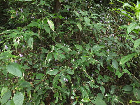 Image of Strobilanthes cordifolia (Vahl) J. R. I. Wood