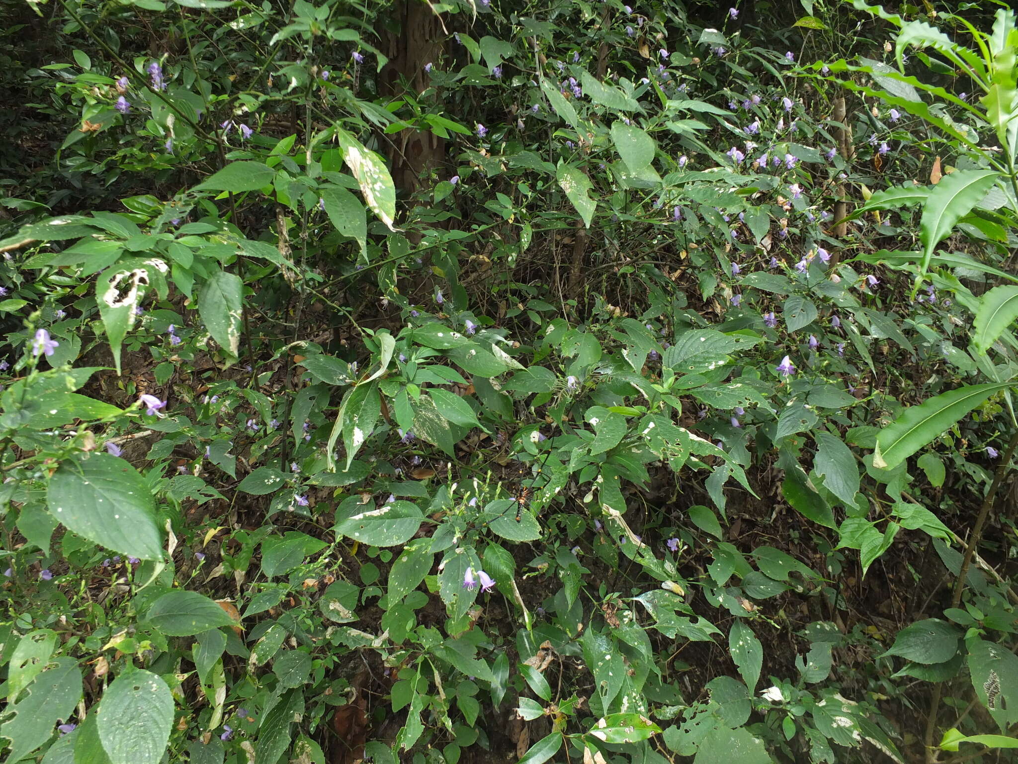 Image of Strobilanthes cordifolia (Vahl) J. R. I. Wood