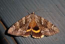 Image of Yellow-banded Underwing