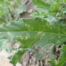 Image of Pustula spinulosa