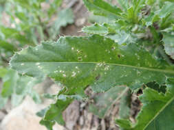 Image of Pustula spinulosa