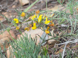 Image of Lebeckia plukenetiana E. Mey.