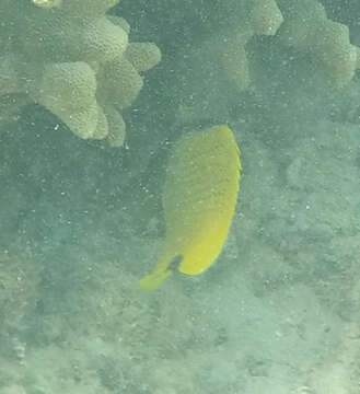 Image of Lemon Butterflyfish