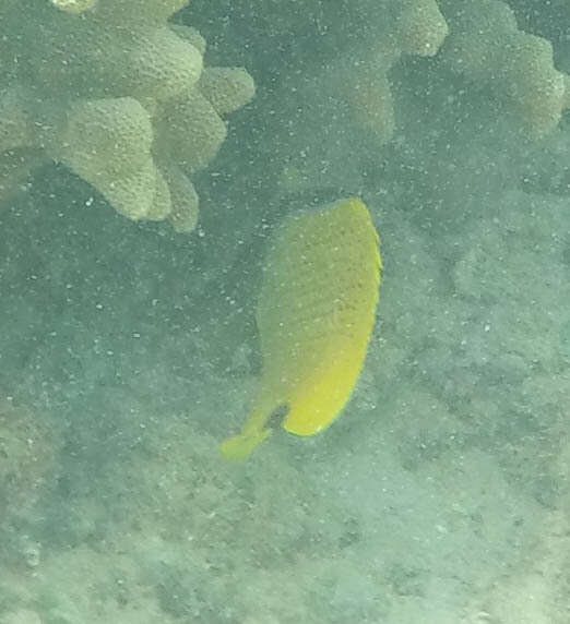 Image of Lemon Butterflyfish
