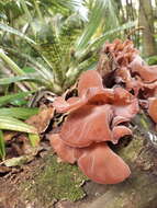 Image de Auricularia fuscosuccinea (Mont.) Henn. 1893