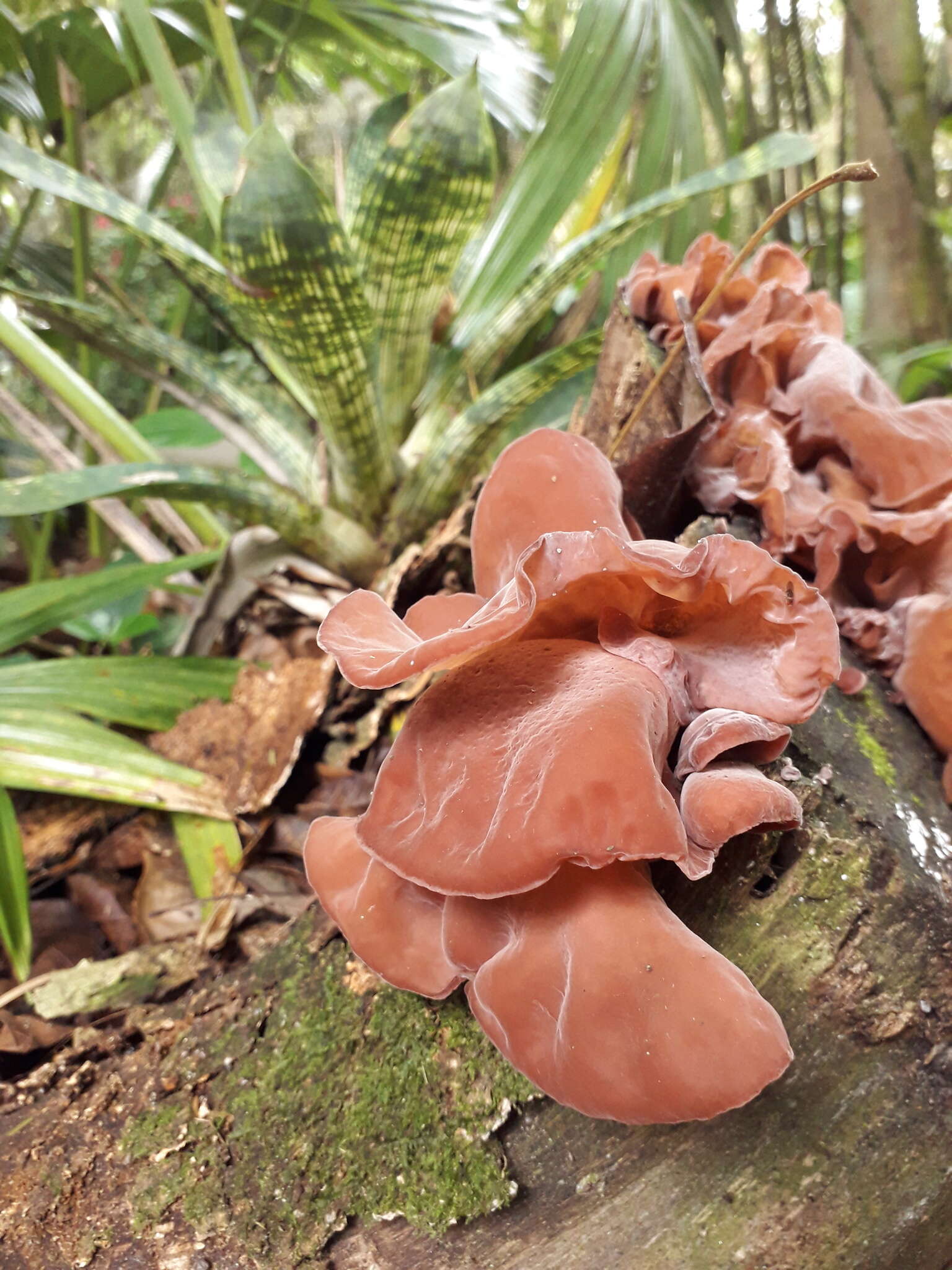 Image de Auricularia fuscosuccinea (Mont.) Henn. 1893