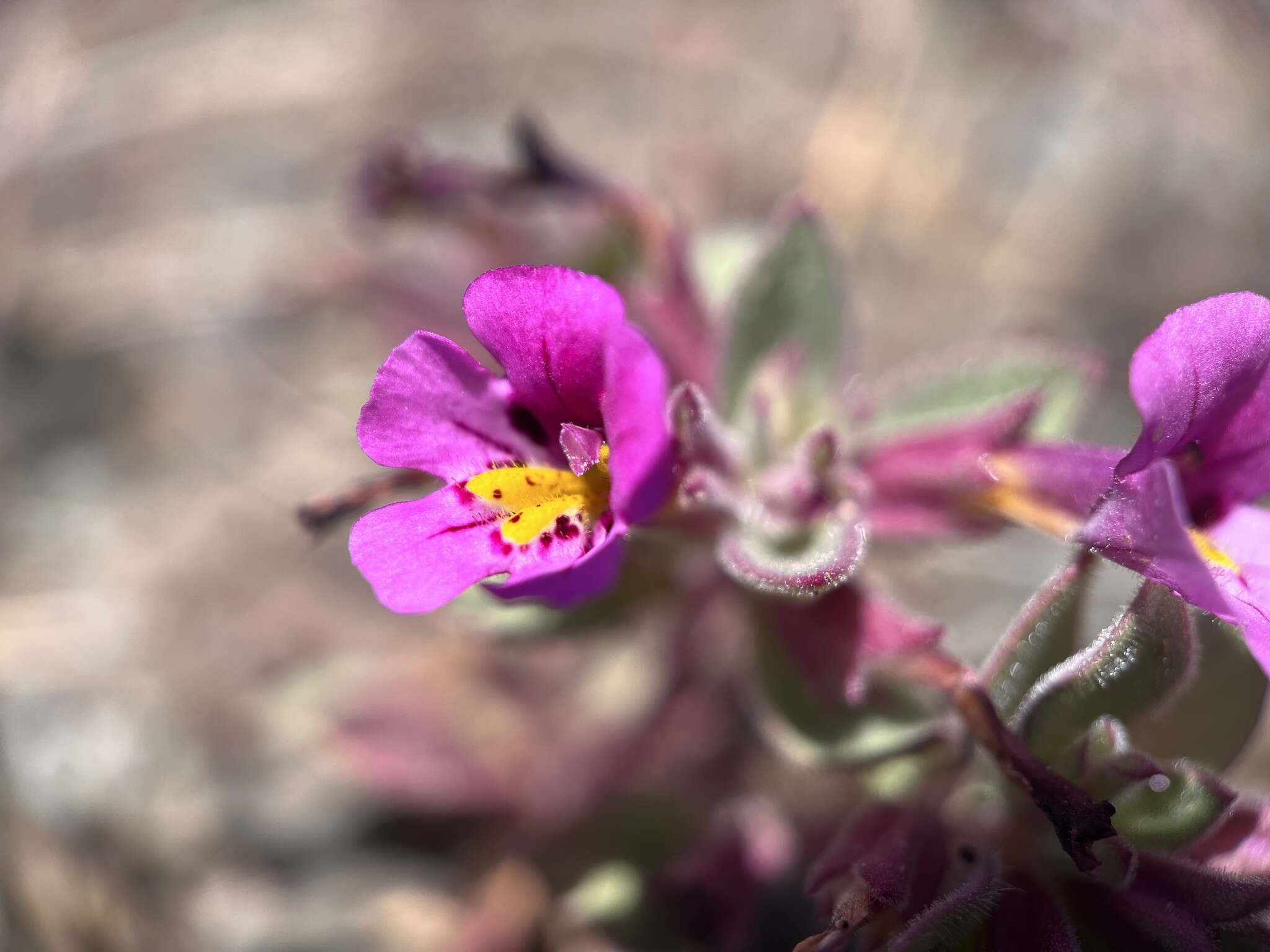 Image of Johnston's monkeyflower