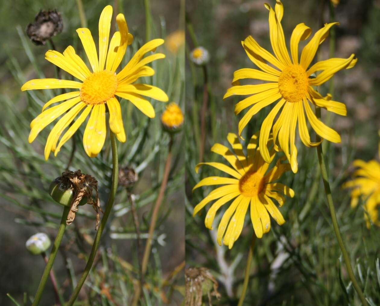 Image of Clanwilliam daisy