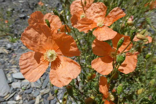 Image of Papaver fugax Poir.