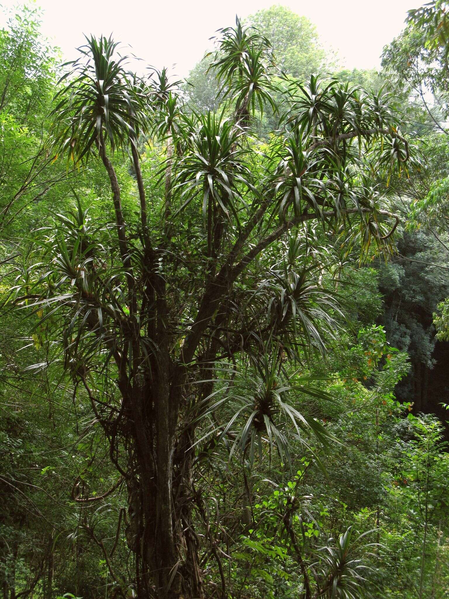 Plancia ëd Dracaena rockii (H. St. John) Jankalski