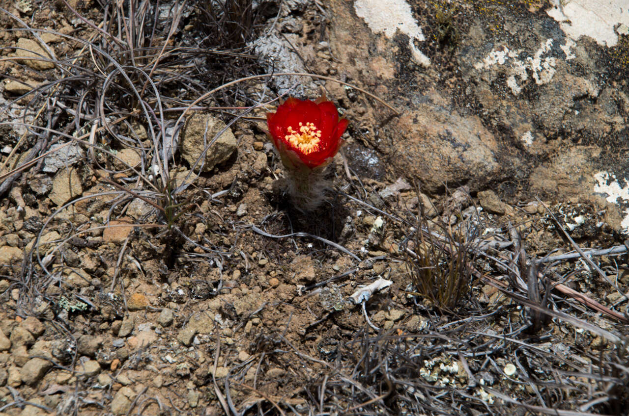 Image of Echinopsis arachnacantha (Buining & F. Ritter) H. Friedrich