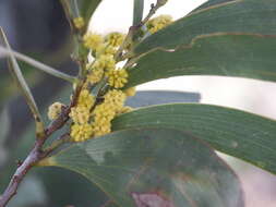Image of Acacia harpophylla F. Muell. ex Benth.