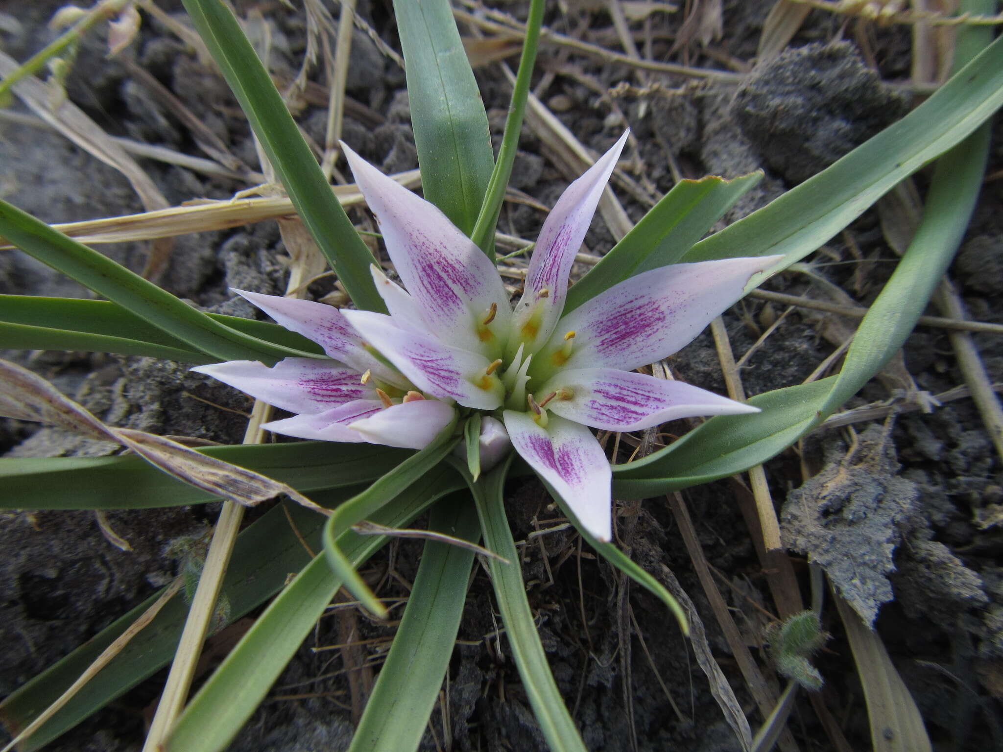 Image of Androcymbium roseum Engl.