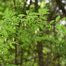 Image of Lonicera tangutica Maxim.