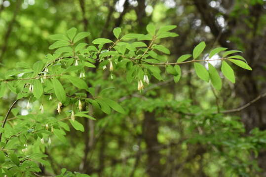 Image of Lonicera tangutica Maxim.