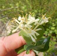 Image of western white honeysuckle