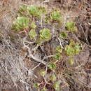 Image of Aeonium decorum Webb ex C. Bolle