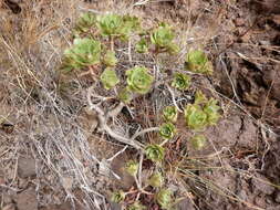 Image of Aeonium decorum Webb ex C. Bolle