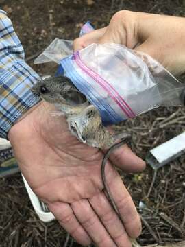 Image of California Deermouse