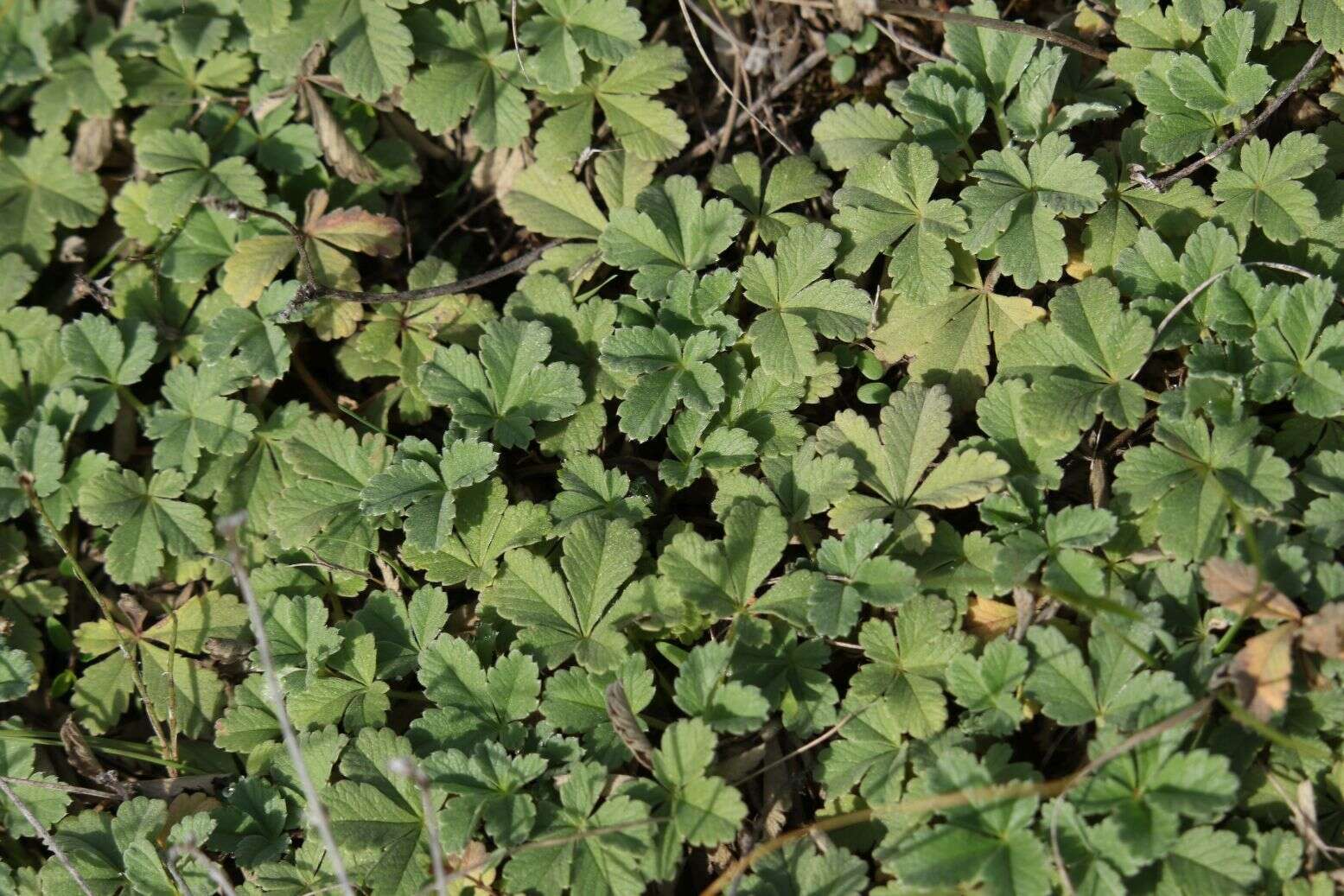 Image of abbotswood potentilla