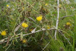 Image de Centaurea hyalolepis Boiss.