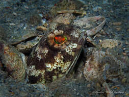 Image of Spotfin jawfish