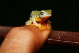 Image of Double-spotted Red-webbed Tree Frog