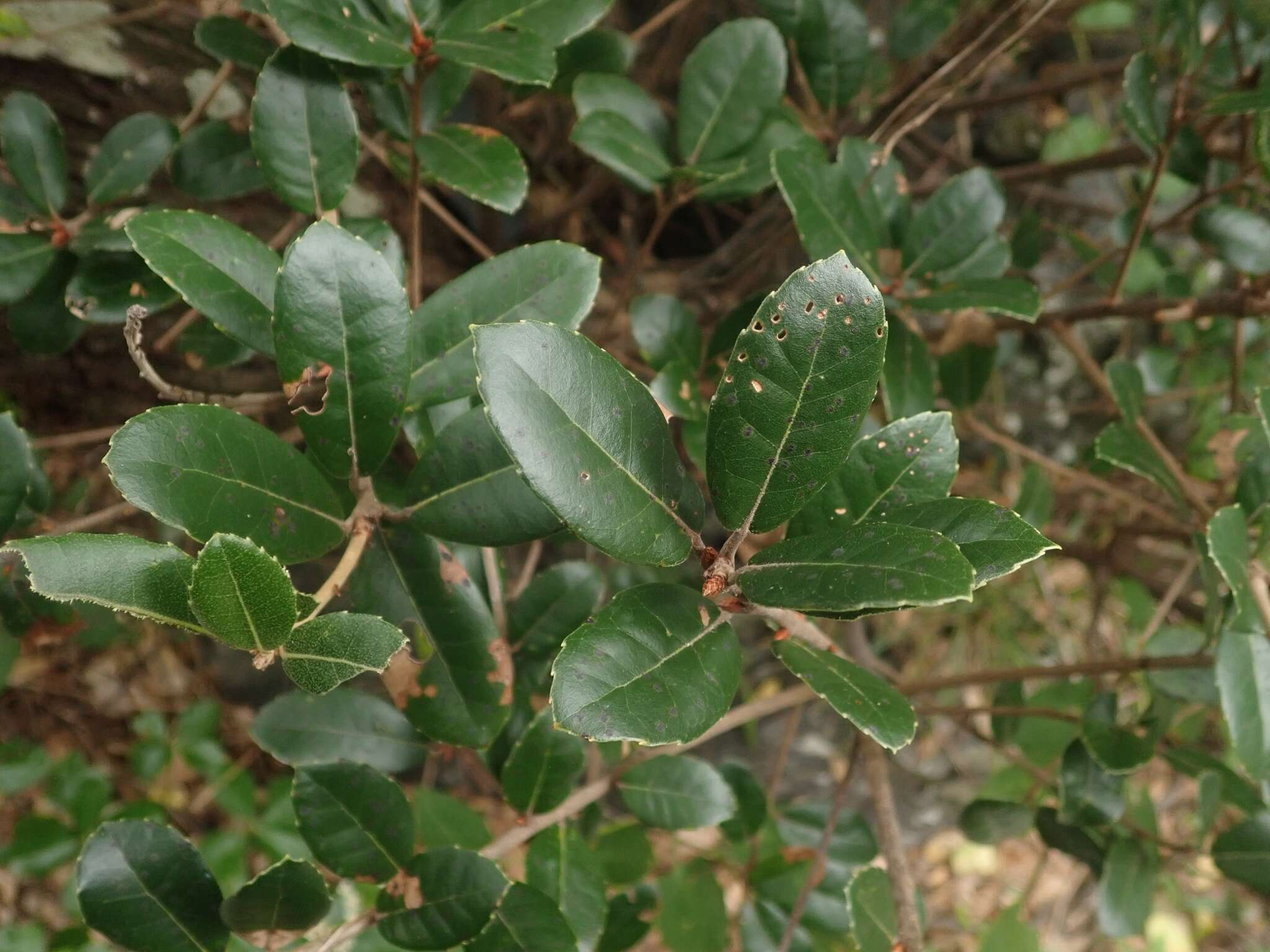 Imagem de Quercus phillyreoides A. Gray