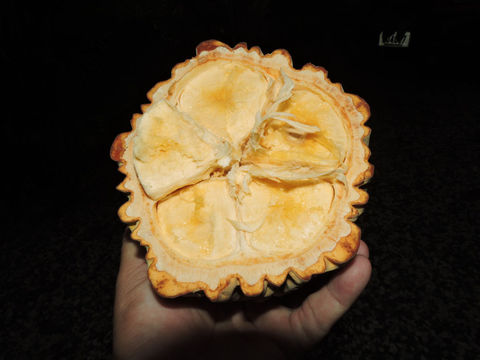 Image of theobroma