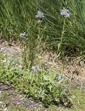 Sivun Penstemon procerus var. brachyanthus (Pennell) Cronq. kuva