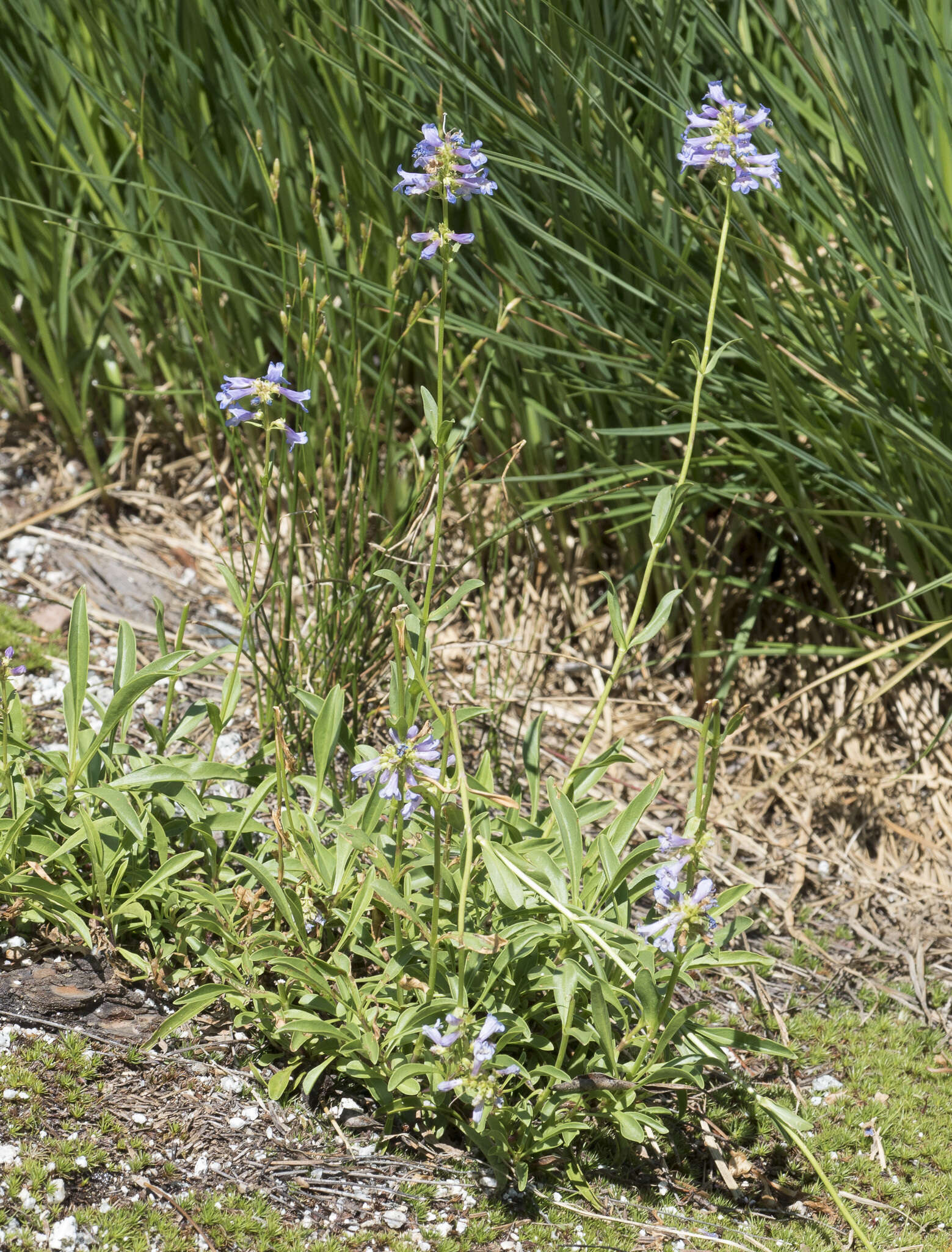 Image of pincushion beardtongue