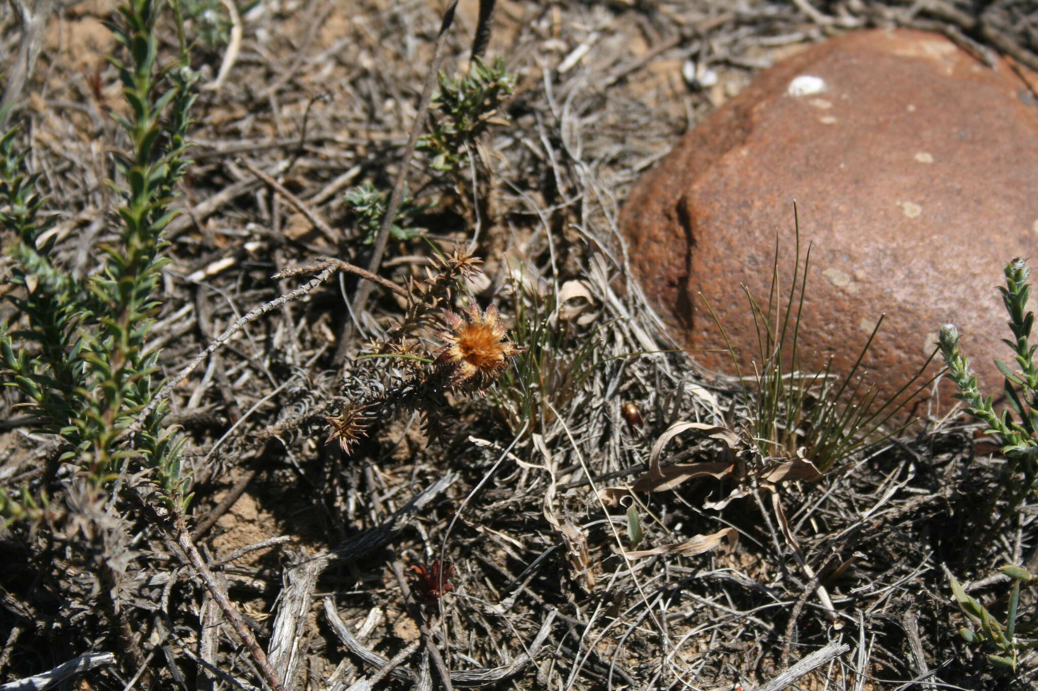 Plancia ëd Oedera capensis (L.) Druce