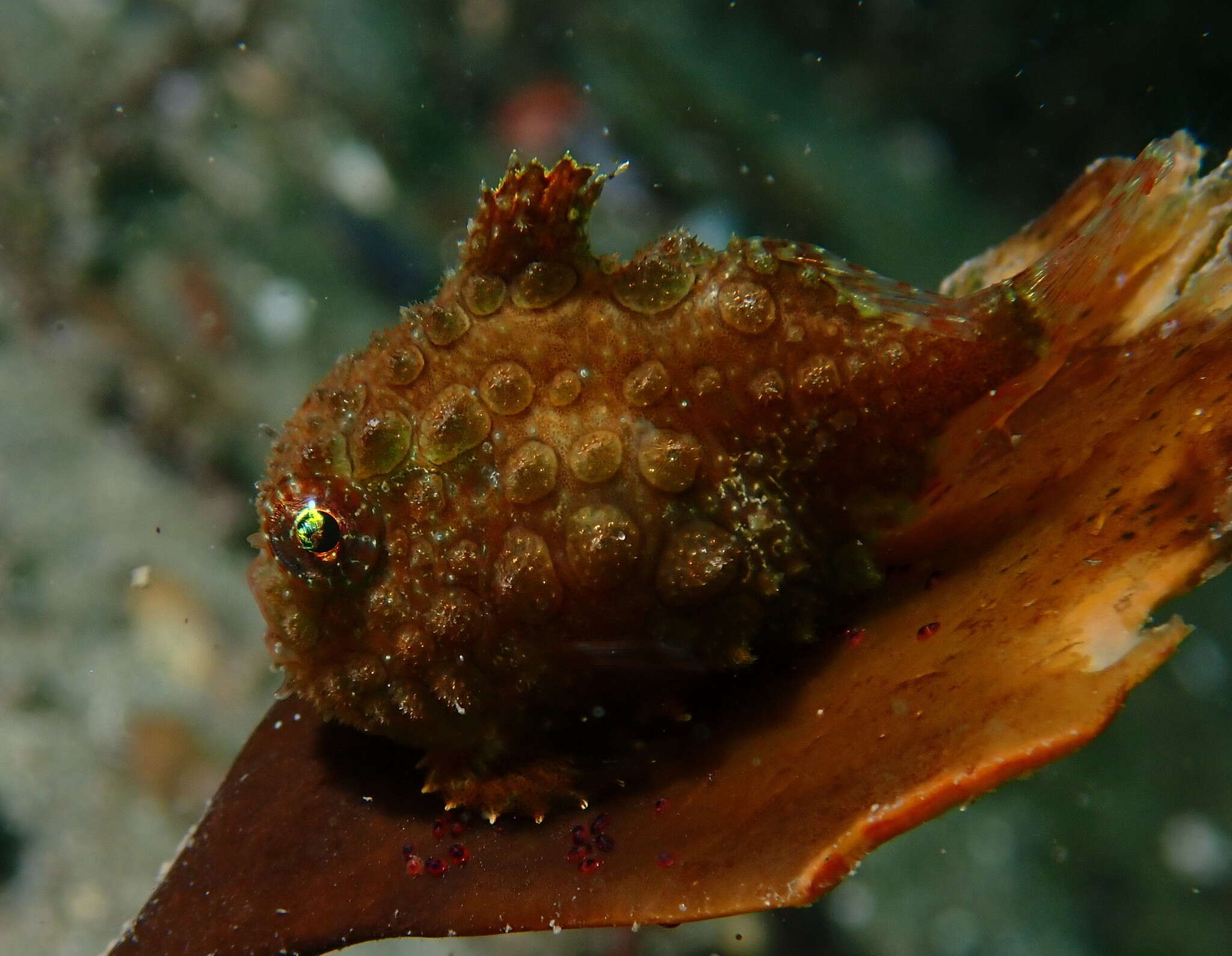 Eumicrotremus orbis (Günther 1861) resmi