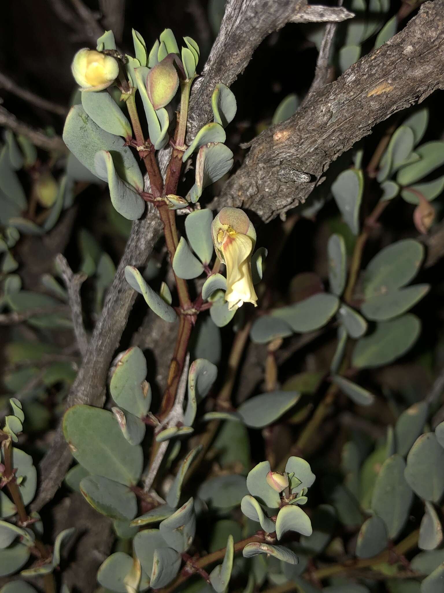 Image de Roepera debilis (Cham.) Beier & Thulin