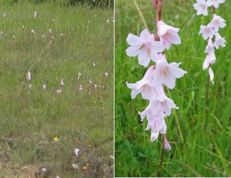 Image of Watsonia laccata (Jacq.) Ker Gawl.