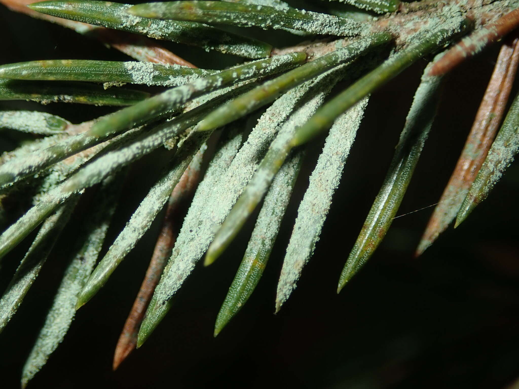 Image of Bouteille's fellhanera lichen